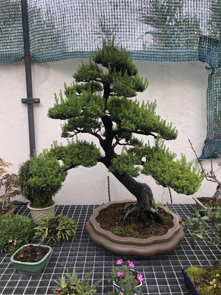 bonsai center 1