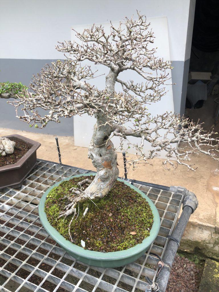 bonsai center 3