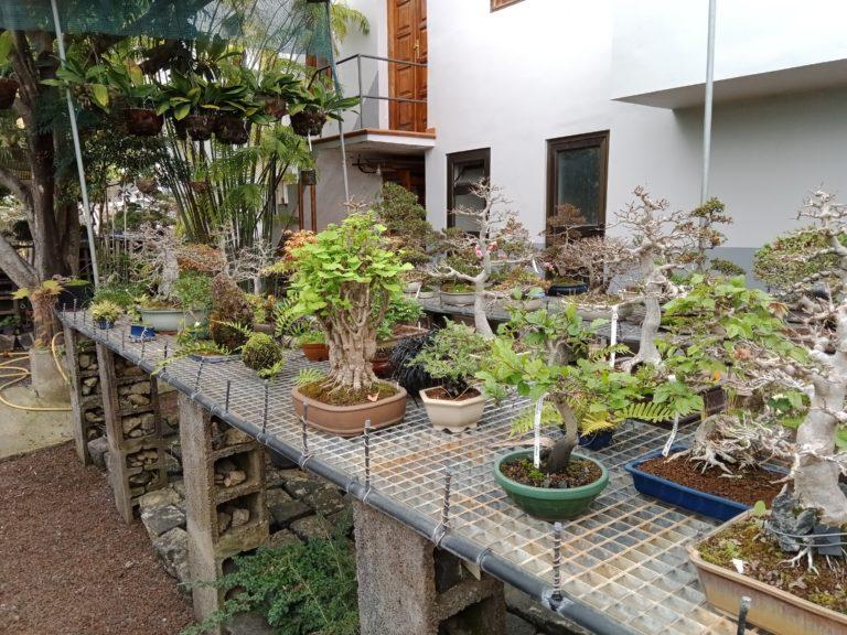 bonsai center 4