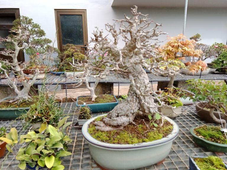 bonsai center 3