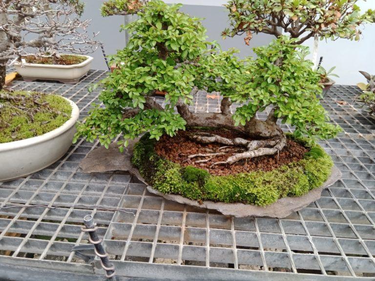 bonsai center 3